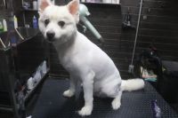 【スピッツ】N君　カットコースのご利用ありがとうございました。　全身をカットしてスッキリサッパリになりました◎　初めてのカットになるのでストレスを与えないように作業しました。　全身の縺れが取れる長さに調節してお手入れしました。　今日もとってもお利口さんにトリミングできました(^^)/栃木県真岡市　トリミングサロン221B