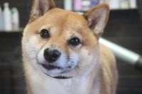 【豆柴】Yちゃん　ナノバブルオゾンシャンプーコースのご利用ありがとうございました。　換毛期なので全身をブラッシングしてからナノバブルオゾン水を使ってシャンプー・リンシングをしました。　ブロー後に爪切りや足裏・お耳掃除等のお手入れをしました◎　今日もとってもお利口さんにトリミングできました(^^)/栃木県真岡市　トリミングサロン221B