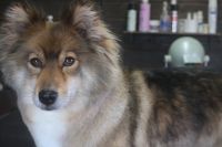 【mix】Pちゃん　カットコースのご利用ありがとうございました。　全身をブラッシングしてから爪切り等のお手入れをしてナノバブルオゾン水を使ってシャンプーした後にカットをしました。　アウトラインを揃えて、尻尾やお顔周りもカットしてスッキリしたラインになりました◎　今日もとってもお利口さんにトリミングできました(^^)/栃木県真岡市　トリミングサロン221B