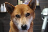 【柴犬】A君　ナノバブルオゾンシャンプーコースのご利用ありがとうございました。　換毛期が来ているのでブラッシングをしてからシャンプーに入りました。　ブローをして爪切りやお耳掃除をして全身綺麗になりました◎　まだ少しの間は抜けると思います。　今日もとってもお利口さんにトリミングできました(^^)/栃木県真岡市　トリミングサロン221B