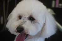 【プードル】R君　ナノバブルオゾンシャンプーコースのご利用ありがとうございました。　爪切り・お耳掃除・肛門腺絞り等をしてからオゾン水を使ってシャンプーしました。　ブロー後に足周りを整えって目の周りを少しカットしてお手入れしました◎　今日もとってもお利口さんにトリミングできました(^^)/栃木県真岡市　トリミングサロン221B