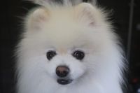 【ポメラニアン】Aちゃん　ナノバブルオゾンシャンプーコースのご利用ありがとうございました。　全身をブラッシングしてからオゾン水を使ってシャンプーしました。　瘡蓋がある部分は傷付けないようにして作業しました。　爪切りやお耳掃除もして今日もとってもお利口さんにトリミングできました(^^)/栃木県真岡市　トリミングサロン221B