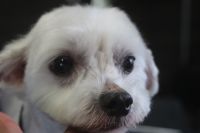 【マルチーズ】Cちゃん　カットコースのご利用ありがとうございました。　サマーカットをしてスッキリサッパリになりました◎　爪切りやお耳掃除等をしてからシャンプーブローをしてカットに入りました。　　お顔もサッパリ目にカットして今日もとってもお利口さんにトリミングできました(^^)/栃木県真岡市　トリミングサロン221B