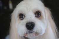 【mix】M君　カットコースのご利用ありがとうございました。　　体・手足は10ｍｍの長さに揃えて、耳や尻尾は1ｃｍ程カットしてお手入れしました。　次回は5ｍｍにしてお顔は今日と同じ長さでカット致します。　爪切りやお耳掃除等のお手入れもしてとってもお利口さんにトリミングできました(^^)/栃木県真岡市　トリミングサロン221B