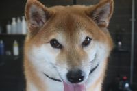 【柴犬】Ｔ君　ナノバブルオゾンシャンプーコースのご利用ありがとうございました。　全身をブラッシングしてからオゾン水を使ってシャンプー・リンシングをしてブローをしました。　爪切りやお耳掃除・足周りを整えて全身綺麗になりました◎　今日もとってもお利口さんにトリミングできました(^^)/栃木県真岡市　トリミングサロン221B