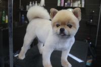 【ポメラニアン】Ｋ君　カットコースのご利用ありがとうございました。　初めての全身カットになりました。　全体的に粗刈りをしてからオゾン水を使ってシャンプーした後に仕上げのカットをしました。　柴犬風になってスッキリサッパリになりました◎　特に苦手な事もなくいつも通りとってもお利口さんにトリミングできました(^^)/栃木県真岡市　トリミングサロン221B
