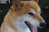 【柴犬】H君　ナノバブルオゾンシャンプーコースのご利用ありがとうございました。　換毛期が来ているので全身をブラッシングしてからナノバブルオゾン水を使って湯煎して、シャンプー・リンシングをしました。　ブロー後をしてから爪切り・足裏・お耳掃除等のお手入れをして綺麗になりました◎　今日もとってもお利口さんにトリミングできました(^^)/栃木県真岡市　トリミングサロン221B