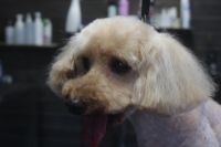 【プードル】Cちゃん　カットコースのご利用ありがとうございました。　いつもより短めの長さで全身を揃えました。　お顔も短めにしてスッキリサッパリになりました◎　爪切り・お耳掃除・肛門腺絞り等のお手入れもして今日もとってもお利口さんにトリミングできました(^^)/栃木県真岡市　トリミングサロン221B