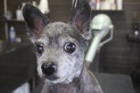 【mix】C君　カットコースのご利用ありがとうございました。　高齢犬の為、シャンプーをせずに時間も制限してカットをしました。　3㎜の長さで全身を短くカットしてスッキリサッパリになりました◎　爪切りや肛門腺絞り・お耳掃除等もして今日もとってもお利口さんにトリミングできました(^^)/栃木県真岡市　トリミングサロン221B
