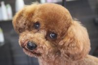 【プードル】N君　カットコースのご利用ありがとうございました。　全身を3㎜の長さでカットしました。　お顔は体に合うように小さめにカットしてスッキリサッパリになりました◎　爪切りやお耳掃除・肛門腺絞り等のお手入れもして今日もとってもお利口さんにトリミングできました(^^)/栃木県真岡市　トリミングサロン221B