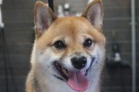 【豆柴】Yちゃん　ナノバブルオゾンシャンプーコースのご利用ありがとうございました。　換毛期なので全身をブラッシングしてある程度抜いてからシャンプーに入りました。　怖がっている時は水量を弱めて湯煎してからシャンプーしております。　ブロー後に爪切りやお耳掃除等をして全身綺麗になりました◎　今日もとってもお利口さんにトリミングできました(^^)/栃木県真岡市　トリミングサロン221B