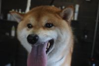 【柴犬】T君　ナノバブルオゾンシャンプーコースのご利用ありがとうございました。　全身をブラッシングしてからナノバブルオゾン水を使ってシャンプーしました。　換毛期なので沢山抜けました◎　爪切りやお耳掃除をして今日もとってもお利口さんにトリミングできました(^^)/栃木県真岡市　トリミングサロン221B