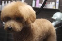 【プードル】Aちゃん　ナノバブルオゾンシャンプーコースのご利用ありがとうございました。　全身をブラッシングしてから爪切り・お耳掃除・肛門腺絞り等をしてからシャンプーしました。　ブローをしてから足周りや目の周りを少しカットしてお手入れしました◎　　随分と慣れてきたようで今日もとってもお利口さんにトリミングできました(^^)/栃木県真岡市　トリミングサロン221B