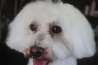 【ビション】E君　ナノバブルオゾンシャンプーコースのご利用ありがとうございました。　全身をブラッシングしてからオゾン水を使ってシャンプー・リンシングをしてブローをしました。　爪切りやお顔周りを少しカットしてお手入れしました◎　今日もとってもお利口さんにトリミングできました(^^)/栃木県真岡市　トリミングサロン221B
