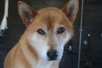 【柴犬】A君　ナノバブルオゾンシャンプーコースのご利用ありがとうございました。　ブラッシングをして抜け毛をある程度除去してからオゾン水を使ってシャンプーしました。　ブロー後に爪切りやお耳掃除をして全身綺麗になりました◎　今日もとってもお利口さんにトリミングでできました(^^)/栃木県真岡市　トリミングサロン221B