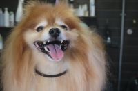 【ポメラニアン】Sちゃん　ナノバブルオゾンシャンプー＋部分カットコースのご利用ありがとうございました。　全身をブラッシングしてからナノバブルオゾン水を使ってシャンプー・リンシングをしてブローをしました。　足周りを整えてお尻をカットして綺麗になりました◎　今日もとってもお利口さんにトリミングできました(^^)/栃木県真岡市　トリミングサロン221B