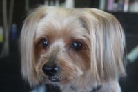 【ヨーキー】Lちゃん　カットコースのご利用ありがとうございました。　体は3㎜、お顔はいつもの内容でカットしました。　お耳も1cmほど短くしてスッキリサッパリになりました◎　爪切りやお耳掃除もして今日もとってもお利口さんにトリミングできました(^^)/栃木県真岡市　トリミングサロン221B