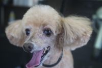 【プードル】Kちゃん　カットコースのご利用ありがとうございました。　全体的に伸びてしまっていたので短めの長さでカットしました。　ブラッシングをしてから爪切り・肛門腺・お耳掃除等をしてからオゾン水を使ってシャンプーした後にカットに入りました。　顔バリを入れてスッキリサッパリになりました◎　今日もとってもお利口さんにトリミングできました(^^)/栃木県真岡市　トリミングサロン221B