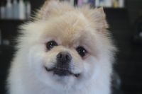 【ポメラニアン】R君　ナノバブルオゾンシャンプーコースのご利用ありがとうございました。　カットをしてからまだ短い状態なので時間も短く作業できました◎　爪切り・肛門腺・お耳掃除をして全身綺麗になりました◎　今日もとってもお利口さんにトリミングできました(^^)/栃木県真岡市　トリミングサロン221B