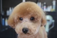 【プードル】A君　カットコースのご利用ありがとうございました。　前回と同じように全身をカットしました。　ブラッシングをしてからオゾン水を使ってシャンプーした後に手足はブーツカット、体は10mmの長さで揃えました◎　今日もとってもお利口さんにトリミングできました(^^)/栃木県真岡市　トリミングサロン221B