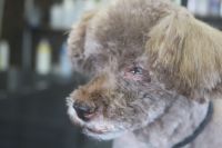 【プードル】Pちゃん　カットコースのご利用ありがとうございました。　全身を短めの長さで揃えて、目の周り・お口周りは出来る範囲でカットしました。　爪切り・お耳掃除等のお手入れもしてスッキリサッパリになりました◎　今日もとってもお利口さんにトリミングできました(^^)/栃木県真岡市　トリミングサロン221B