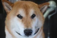 【柴犬】H君　ナノバブルオゾンシャンプーコースのご利用ありがとうございました。　今日はそれ程抜け毛もなくすぐにシャンプーに入る事ができました◎　オゾン水を使ってシャンプー・リンシングをしてブローをしてから爪切りやお耳掃除等のお手入れをしました◎　今日もとってもお利口さんにトリミングできました(^^)/栃木県真岡市　トリミングサロン221B