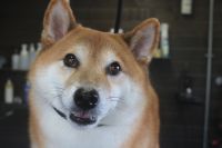 【柴犬】T君　ナノバブルオゾンシャンプーコースのご利用ありがとうございました。　まだ首周りの毛が抜けるのでブラッシングをしてからシャンプーに入りました。　ブロー後に爪切り・足周り・お耳掃除等のお手入れをして全身綺麗になりました◎　　今日もとってもお利口さんにトリミングできました(^^)/栃木県真岡市　トリミングサロン221B