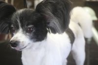 【パピオン】L君　カットコースのご利用ありがとうございました。　全身を8㎜の長さで揃えました。　最初に粗切りをしてから爪切り等を済ませてからシャンプーに入りました。　ブロー後に仕上げのカットをしてスッキリサッパリになりました◎　今日もとってもお利口さんにトリミングできました(^^)/栃木県真岡市　トリミングサロン221B