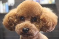 【プードル】Nちゃん　カットコースのご利用ありがとうございました。　体・手足は短めの長さに揃えてお顔はフンワリする長さで作りました。　お耳や尻尾も短めにカットしてスッキリサッパリになりました◎　今日もとってもお利口さんにトリミングできました(^^)/栃木県真岡市　トリミングサロン221B