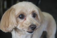 【mix】Kちゃん　カットコースのご利用ありがとうございました。　6㎜の長さで全身を揃えました。　お顔は目の周り・お口周りは汚れにくいように短めにしてお耳や尻尾も体に合わせてカットしました。　全身短くなってスッキリサッパリになりました◎　今日もとってもお利口さんにトリミングできました(^^)/栃木県真岡市　トリミングサロン221B