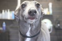 【イタグレ】S君　ナノバブルオゾンシャンプーコースのご利用ありがとうございました。　爪切り等を済ませてからオゾン水を使ってシャンプーしました。　ブロー後に足裏を綺麗にしました◎　今日もとってもお利口さんにトリミングできました(^^)/栃木県真岡市　トリミングサロン221B