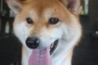 【柴犬】T君　ナノバブルオゾンシャンプーコースのご利用ありがとうございました。　換毛期中なのでブラッシングをしてある程度抜いてからシャンプーに入りました。　ナノバブルオゾン水をつかってシャンプー・リンシングをしてブローをしました。　爪切りをして足裏を整えて全身綺麗になりました◎　今日もとってもお利口さんにトリミングできました(^^)/栃木県真岡市　トリミングサロン221B