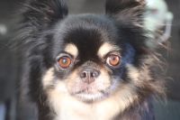 【チワワ】Hちゃん　ナノバブルオゾンシャンプー＋部分カットのご利用ありがとうございました。　爪切り等を済ませてからナノバブルオゾン水を使ってシャンプー・リンシングをしました。　ブロー後にお尻や足周りをカットして綺麗になりました◎　今日もとってもお利口さんにトリミングできました(^^)/栃木県真岡市　トリミングサロン221B