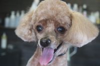 【プードル】C君　カットコースのご利用ありがとうございました。　3㎜の長さで体・手足をカットしました。　お顔はラムカットにして汚れにくく、スッキリサッパリになりました◎　爪切りやお耳掃除もして今日もとってもお利口さんにトリミングできました(^^)/栃木県真岡市　トリミングサロン221B