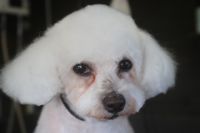 【ビション】Rちゃん　カットコースのご利用ありがとうございました。　オゾン水を使ってシャンプーした後に全身をいつもの6㎜ｎ長さに揃えて、目の周りやお口周りは色が付きにくいように短めにカットしました。　　尻尾やお耳もカットしてスッキリサッパリになりました◎　今日もとってもお利口さんにトリミングできました(^^)/栃木県真岡市　トリミングサロン221B