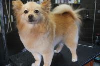 【mix】Mちゃん　カットコースのご利用ありがとうございました。　ブラッシングをしてからオゾン水を使ってシャンプーした後にアウトラインをカットしました。　足周りを整えてお腹のバリカンを入れてスッキリしたラインになりました◎　今日もとってもお利口さんにトリミングできました(^^)/栃木県真岡市　トリミングサロン221B