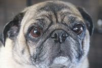 【パグ】C君　ナノバブルオゾンシャンプーコースのご利用ありがとうございました。　皮膚の状態も良くなっているようでした◎　爪切り等のお手入れをしてから肛門腺をチェックしてシャンプーに入りました。　ブロー後に足裏を綺麗にして皺の間を拭いて綺麗になりました◎　今日もとってもお利口さんにトリミングできました(^^)/栃木県真岡市　トリミングサロン221B