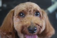 【mix】Hちゃん　カットコースのご利用ありがとうございました。　前回と同じ長さで全身をカットしました。　爪切りやお耳掃除をしてからナノバブルオゾン水を使ってシャンプーしてから仕上げのカットをしました◎　今日もとってもお利口さんにトリミングできました(^^)/栃木県真岡市　トリミングサロン221B