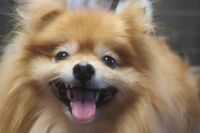 【ポメラニアン】Sちゃん　ナノバブルオゾンシャンプー＋部分カットのご利用ありがとうございました。　ブラッシングをしてから爪切り等をすませてオゾン水を使ってシャンプーしました。　ブロー後に足周り・お尻をカットして全身綺麗になりました◎　今日もとってもお利口さんにトリミングできました(^^)/栃木県真岡市　トリミングサロン221B