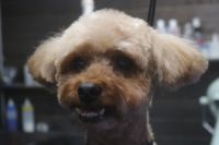 【プードル】A君　カットコースのご利用ありがとうございました。　爪切りやお耳掃除・肛門腺絞り等を済ませてからオゾン水を使ってシャンプーしました。　ブロー後に3㎜の長さに揃えて、お顔はスッキリ目にカットしてお手入れしました。短くなってスッキリサッパリになりました◎　今日もとってもお利口さんにトリミングできました(^^)/栃木県真岡市　トリミングサロン221B