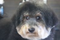 【プードル】M君　ナノバブルオゾンシャンプー＋部分カットのご利用ありがとうございました。　最初にブラッシングをしてから爪切り・お耳掃除・肛門腺のチェックをしてからシャンプーに入りました。　ブローをしてから足裏や足周りを整えて目の周りや出ている部分を少しカットしました◎　前回よりも随分と慣れたようでとってもお利口さんにトリミングできました(^^)/栃木県真岡市　トリミングサロン221B