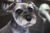 【シュナウザー】Sちゃん　カットコースのご利用ありがとうございました。　ナノバブルオゾン水を使ってシャンプーした後に体・手足はいつも通りに短めにカットしてお手入れしました。　爪切りやお耳掃除等のお手入れもしてスッキリサッパリになりました◎　今日もとってもお利口さんにトリミングできました(^^)/栃木県真岡市　トリミングサロン221B