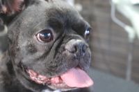 【フレブル】C君　ナノバブルオゾンシャンプーコースのご利用ありがとうございました。　全身を湯煎してからシャンプー・リンシングをしてブローをしました。　爪切り・足裏を綺麗にしてお耳掃除をして全身綺麗になりました◎　今日もとってもお利口さんにトリミングできました(^^)/栃木県真岡市　トリミングサロン221B