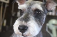 【シュナウザー】M君　カットコースのご利用ありがとうございました。　皮膚の状態に気を付けながら作業しました。　オゾン水を使ってシャンプーしてブロー後にカットに入りました。　爪切りやお耳掃除等のお手入れもして全身スッキリサッパリになりました◎　今日もとってもお利口さんにトリミングできました(^^)/栃木県真岡市　トリミングサロン221B