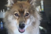 【mix】Pちゃん　カットコースのご利用ありがとうございました。　ブラッシングをして抜け毛を除去してからナノバブルオゾン水を使ってシャンプーしました。　ブロー後にアウトラインをカットしてスッキリしたラインになりました◎　今日もとってもお利口さんにトリミングできました(^^)/栃木県真岡市　トリミングサロン221B