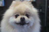 【ポメラニアン】L君　ナノバブルオゾンシャンプーコース＋部分カットのご利用ありがとうございました。　全身をブラッシングしてから爪切りやお耳掃除等をしてからナノバブルオゾン水を使ってシャンプー・リンシングをしました。　ブローをしてから足周りやお尻周りをカットして綺麗になりました◎　今日もとってもお利口さんにトリミングできました(^^)/栃木県真岡市　トリミングサロン221B