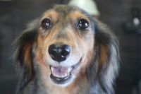 【ダックス】Sちゃん　ナノバブルオゾンシャンプー＋部分カットのご利用ありがとうございました。　爪切りやお耳掃除等をしてからオゾン水を使ってシャンプーした後に全身にハサミを入れました。　スッキリしたラインになって綺麗になりました◎　今日もとってもお利口さんにトリミングできました(^^)/栃木県真岡市　トリミングサロン221B