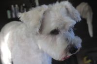 【シュナウザー】C君　ナノバブルオゾンシャンプーコースのご利用ありがとうございました。　爪切りやお耳掃除等のお手入れをしてからオゾン水を使ってシャンプーしました。　ブロー後に足周りや目の周りをカットしてお手入れしました◎　今日もとってもお利口さんにトリミングできました(^^)/栃木県真岡市　トリミングサロン221B 