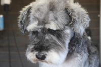 【シュナウザー】H君　ナノバブルオゾンシャンプーコースのご利用ありがとうございました。　お耳掃除や爪切り・肛門腺のチェックをしてからオゾン水を使ってシャンプーしました。　目の周りを少しカットして次回のカットまで持つようにしました◎　今日もとってもお利口さんにトリミングできました(^^)/栃木県真岡市　トリミングサロン221B