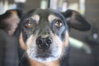 【ジャーマンピンシャー】Mちゃん　ナノバブルオゾンシャンプーコースのご利用ありがとうございました。　オゾン水を使って湯煎してからシャンプーブローをして、爪切りや足周りを整えてお手入れしました◎　全身綺麗になっていい香りになりました(^^)/ とってもお利口さんにトリミングできました。栃木県真岡市　トリミングサロン221B